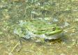 Reptiles and Amphibians: Marsh Frog (Rana ridibunda)